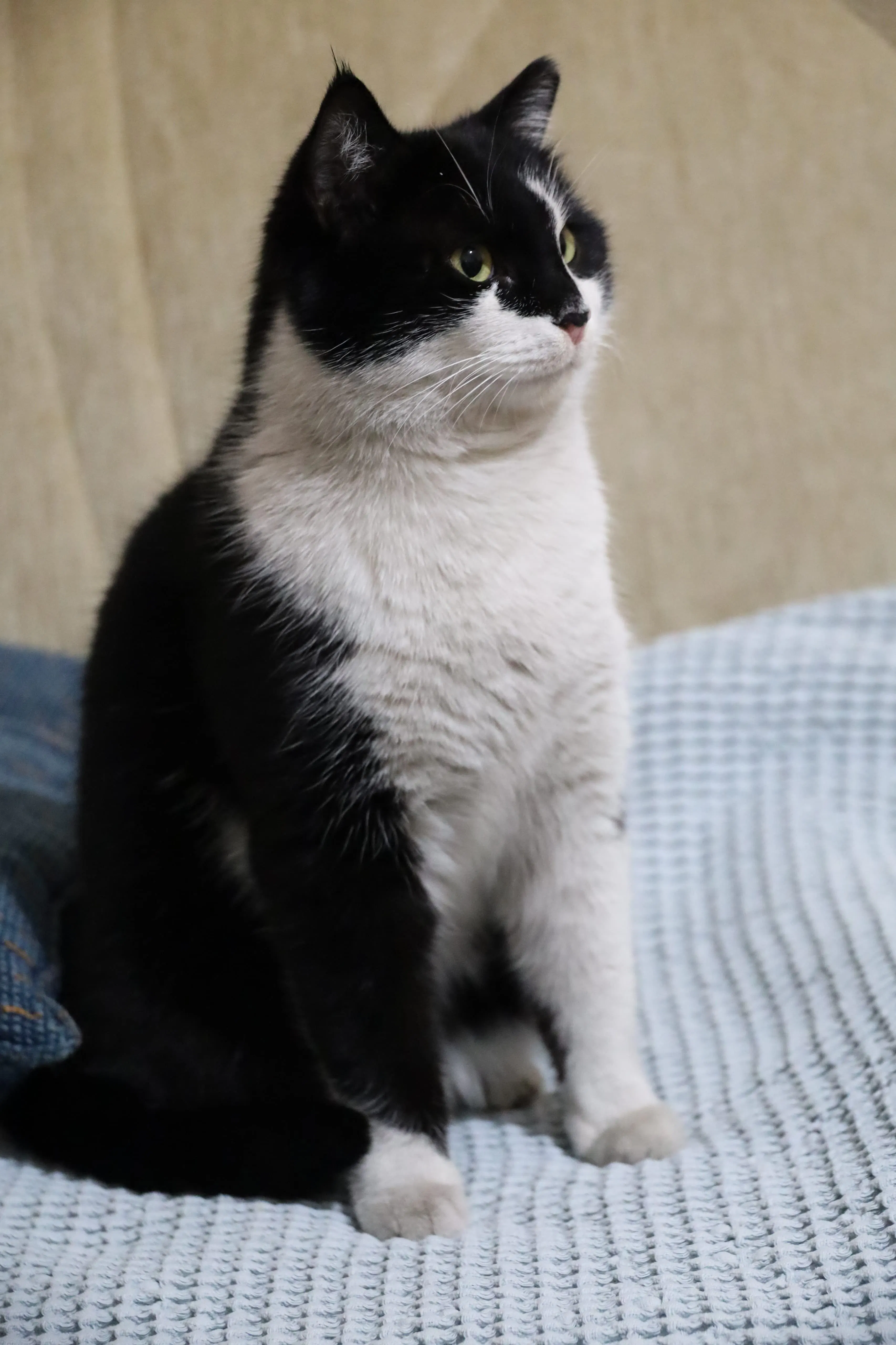 Cat Sell gallery image