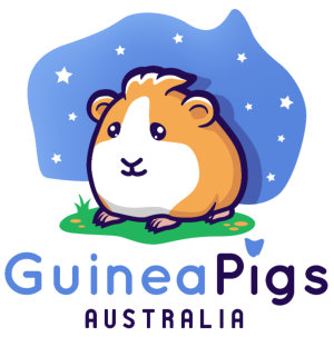 Guinea Domuzlar Avustralya - Tavşan Mağazası Avustralya - Guinea Pig Dükkanı medya 1