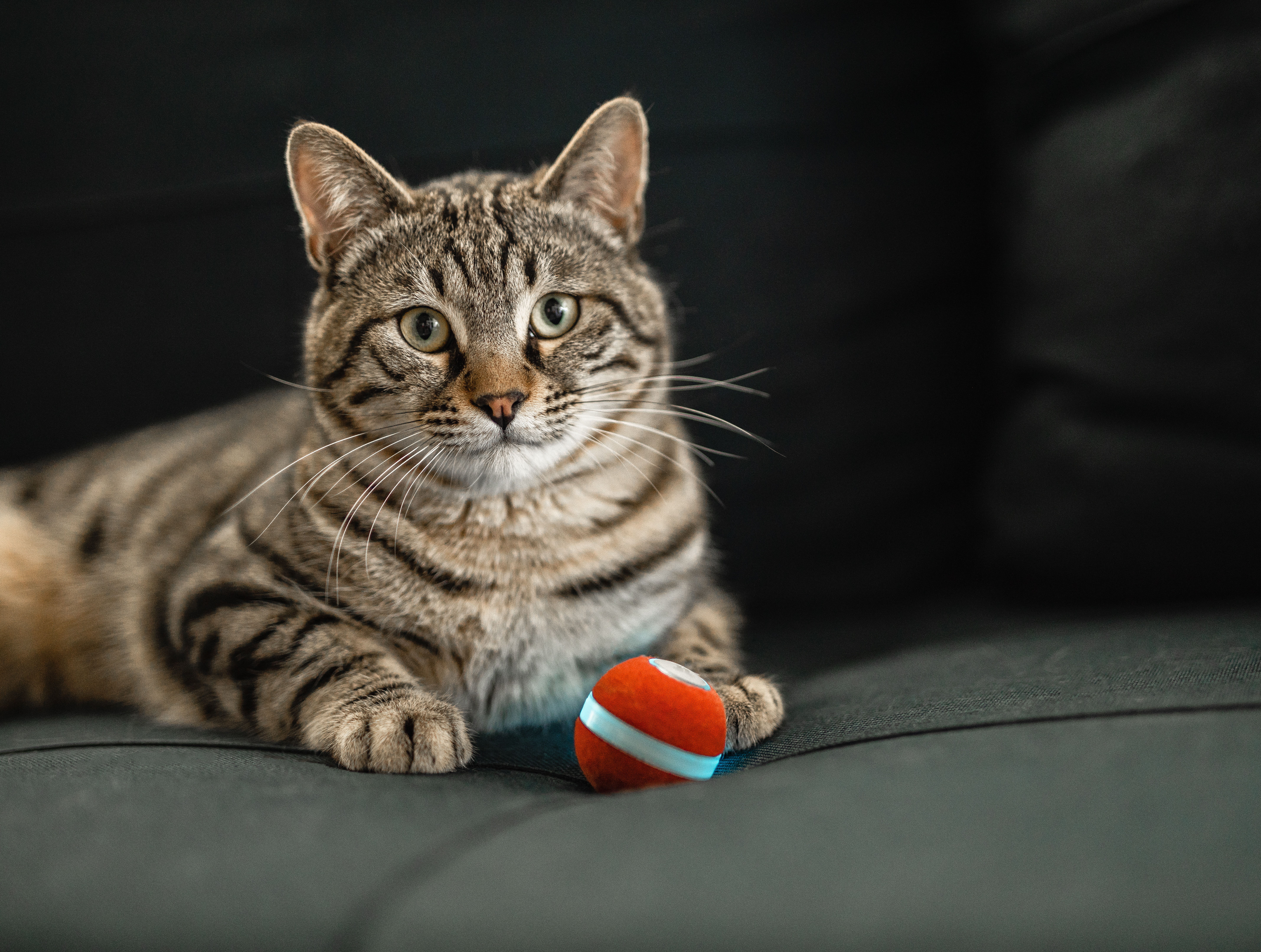 Cheerble Board Game gallery image