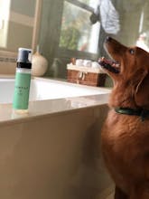 Clean - ZenPup CBD Dry Shampoo gallery image