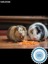 Cuteness Score from Veeks gallery image