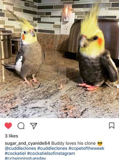 Cuddle Clones gallery image