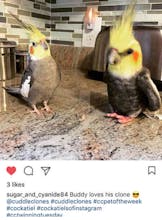 Cuddle Clones gallery image