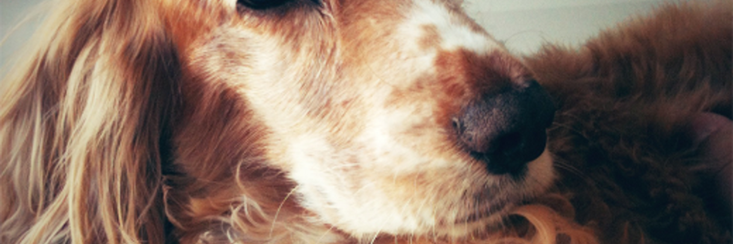 ProductHunt banner for @willian