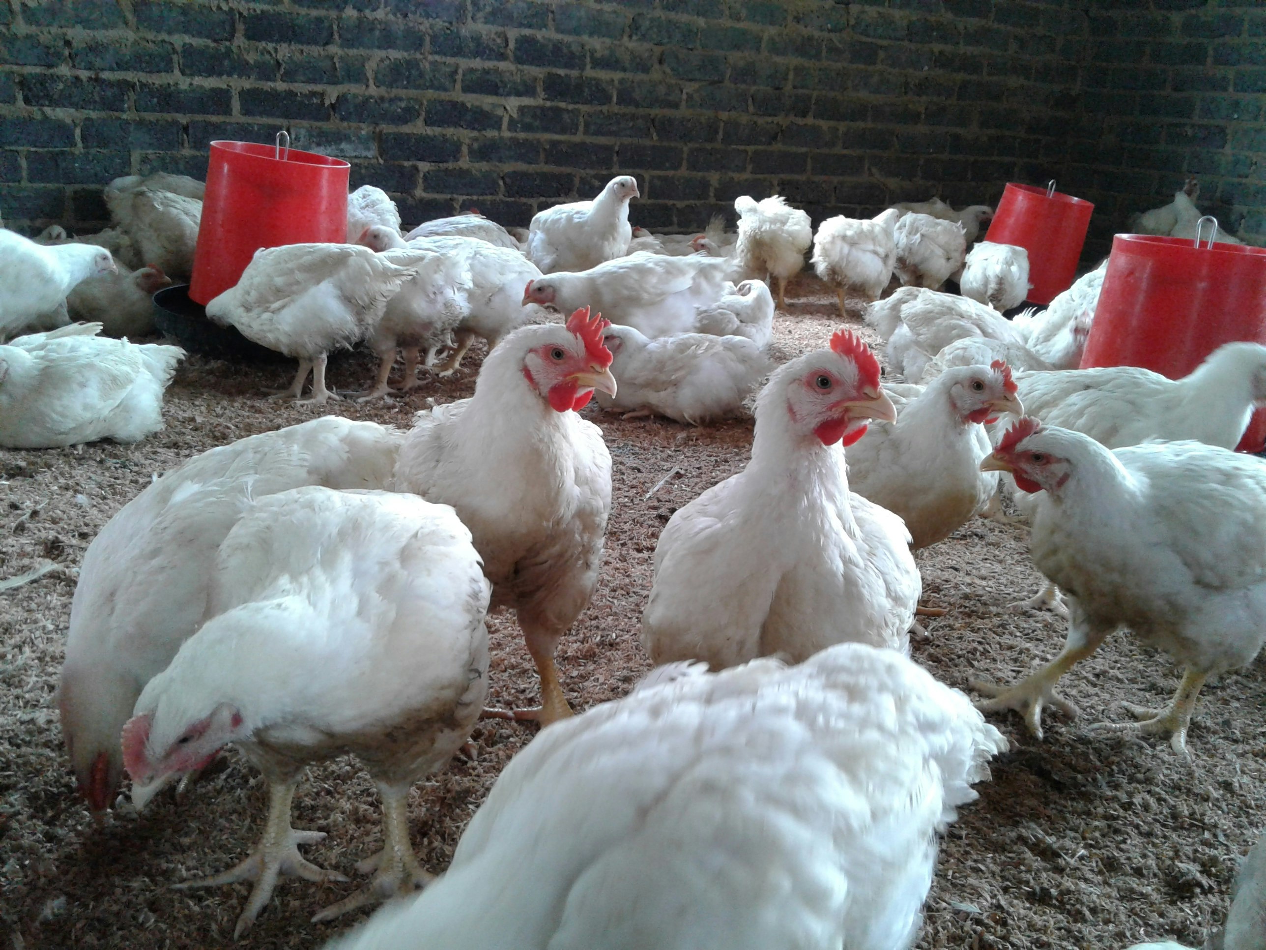 Livestock & poultry sale +27631521991 gallery image
