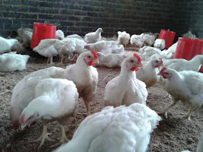Livestock & poultry sale +27631521991 gallery image