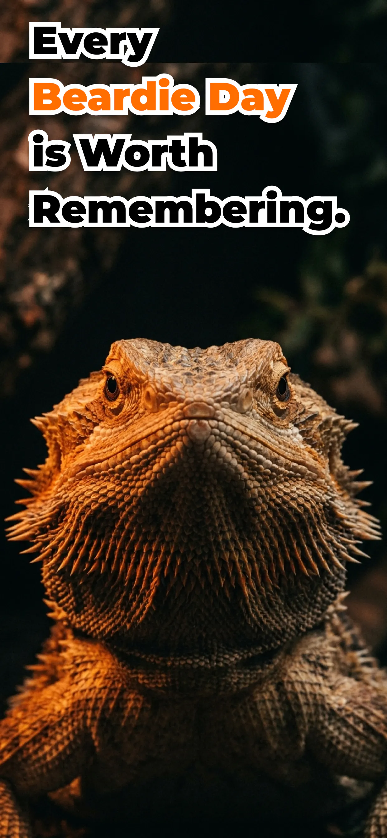 Banner del producto Beardie Days