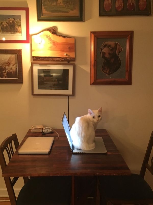 AppleCat gallery image