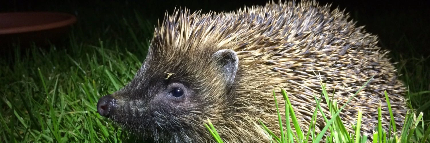 Jamie Lawrence cover