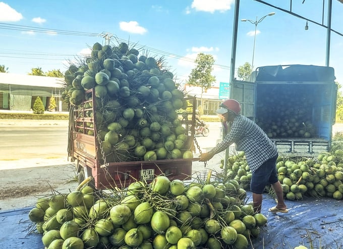 Coconut - Song Nam ITD Co.,Ltd gallery image