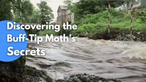 bab.la gallery image