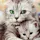 Meow Meow Bot
