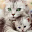 Meow Meow Bot