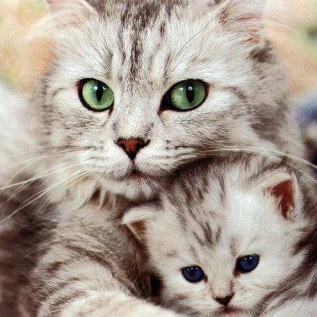 Meow Meow Bot