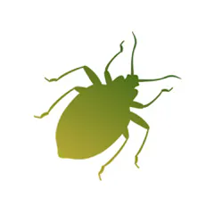 Insecta