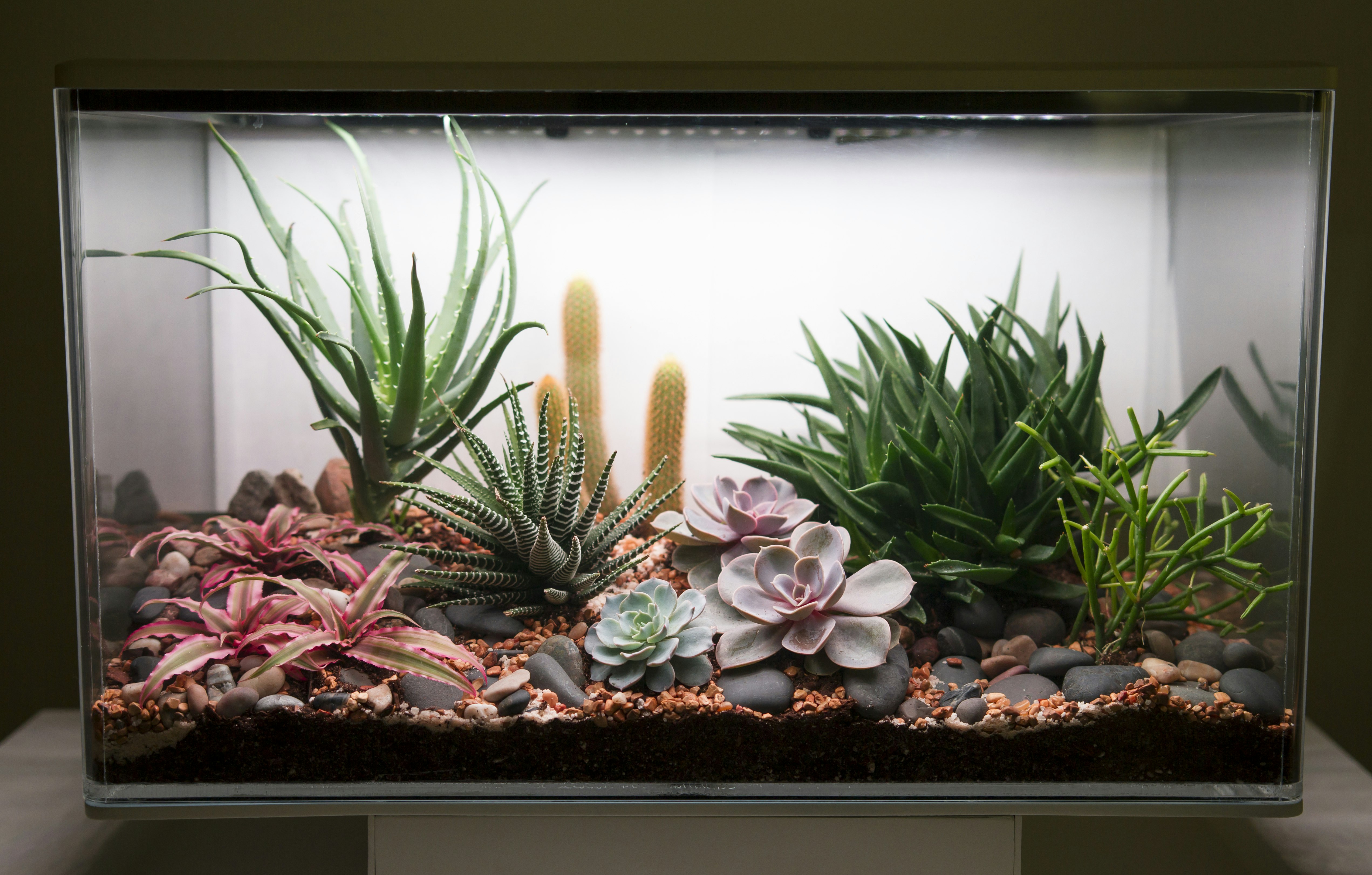 SmartTerra: a Smart Terrarium with Customizable Environments gallery image