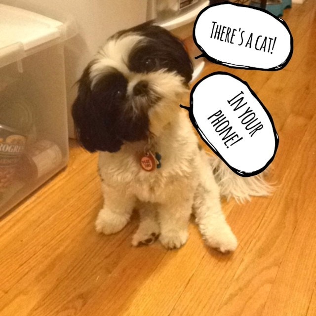 BarkCam gallery image