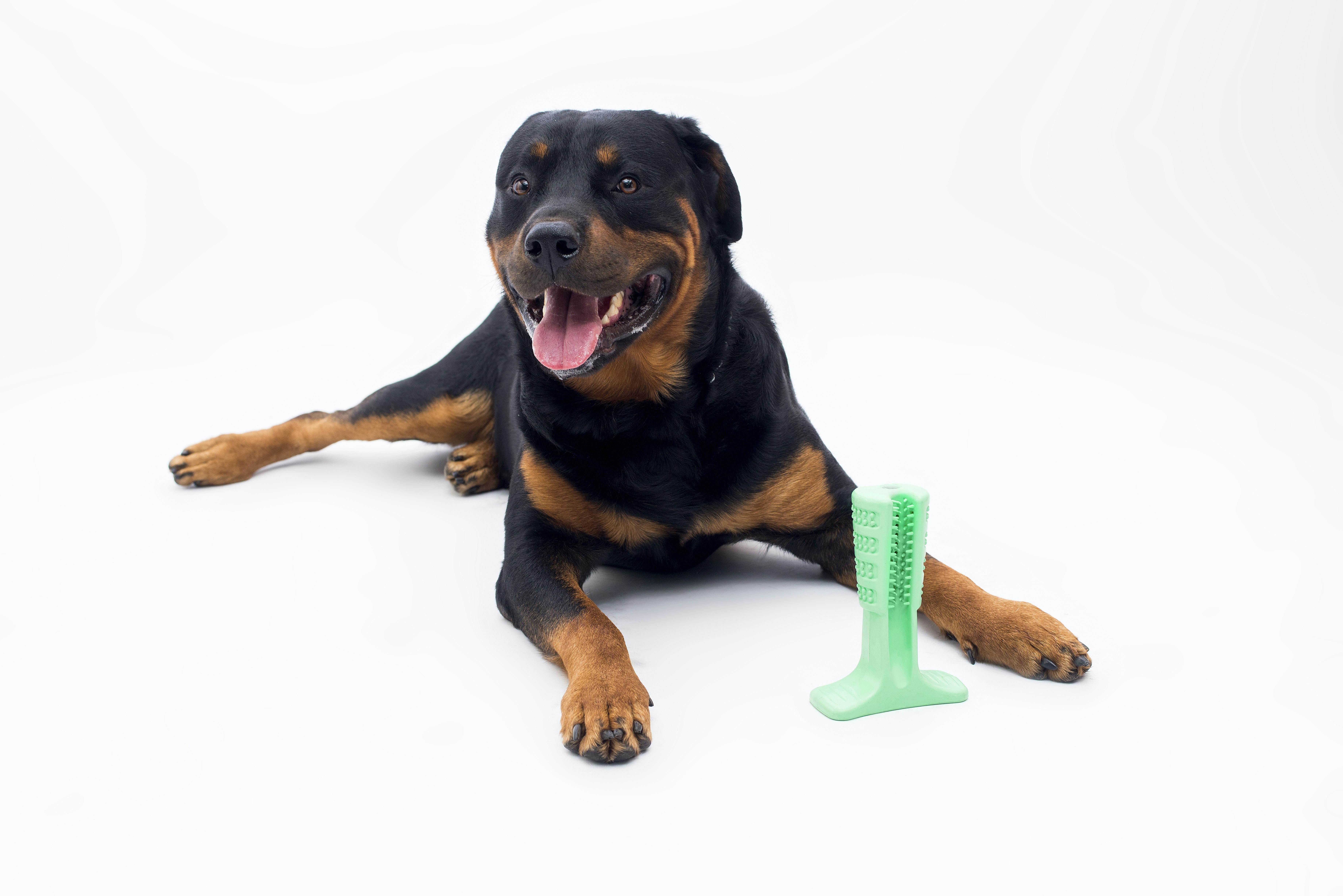 Bristly gallery image