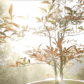 Bios Urn