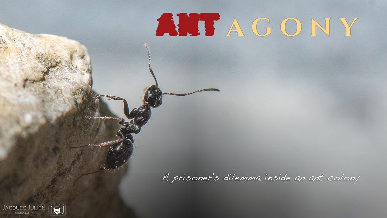 ANTagony – The Ant Prisoner's Dilemma gallery image