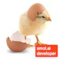 smol developer