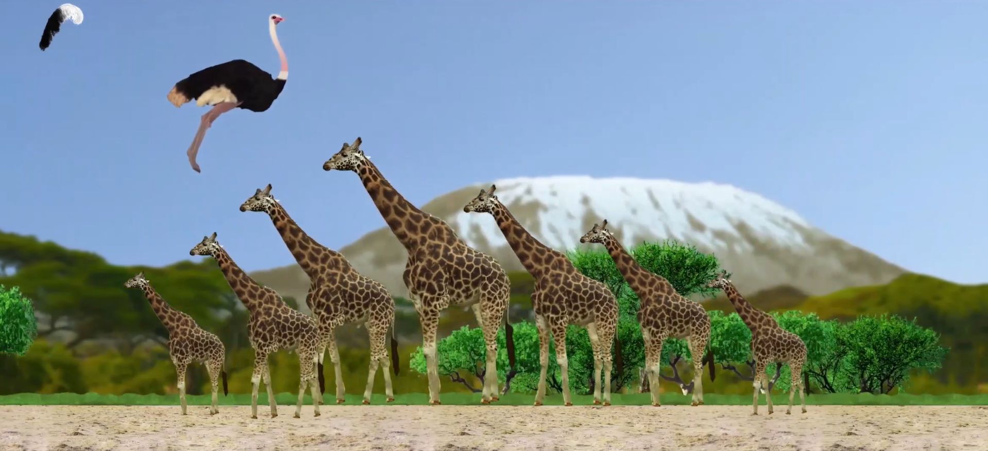 Ostrich gallery image