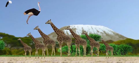 Ostrich gallery image