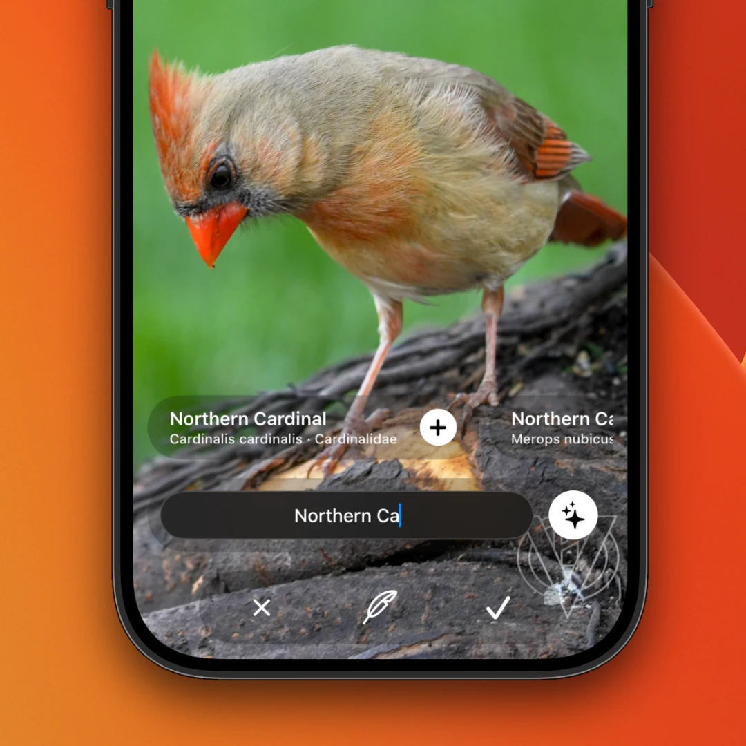 wildbirds 截图 6