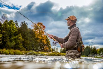 Flies of the World gallery image