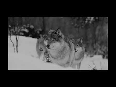 PackChat - Social Bounding gallery image