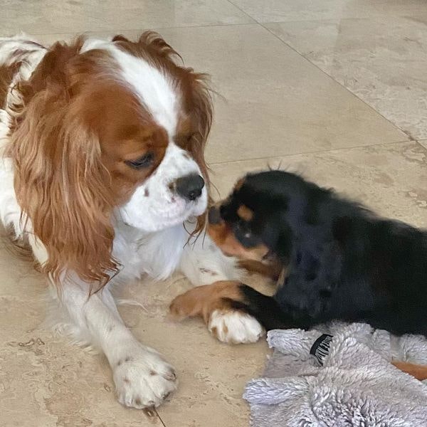 Cavalier King Charles Breeders
