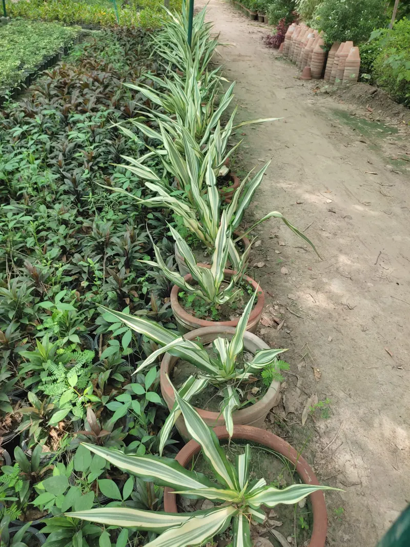 faizannursery screenshot 4
