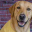 DOG ME app