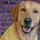DOG ME app