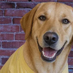 DOG ME app logo