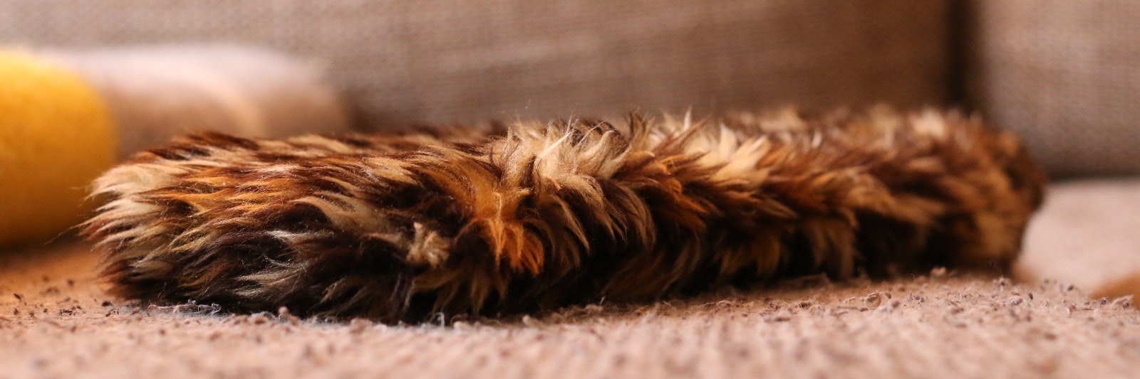 flatcat gallery image