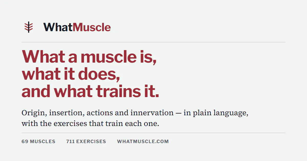 WhatMuscle gallery image