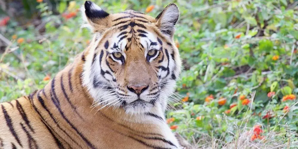 tigersightindia gallery image