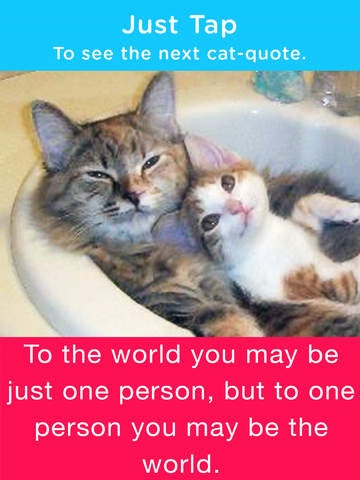 Cats & Quotes gallery image