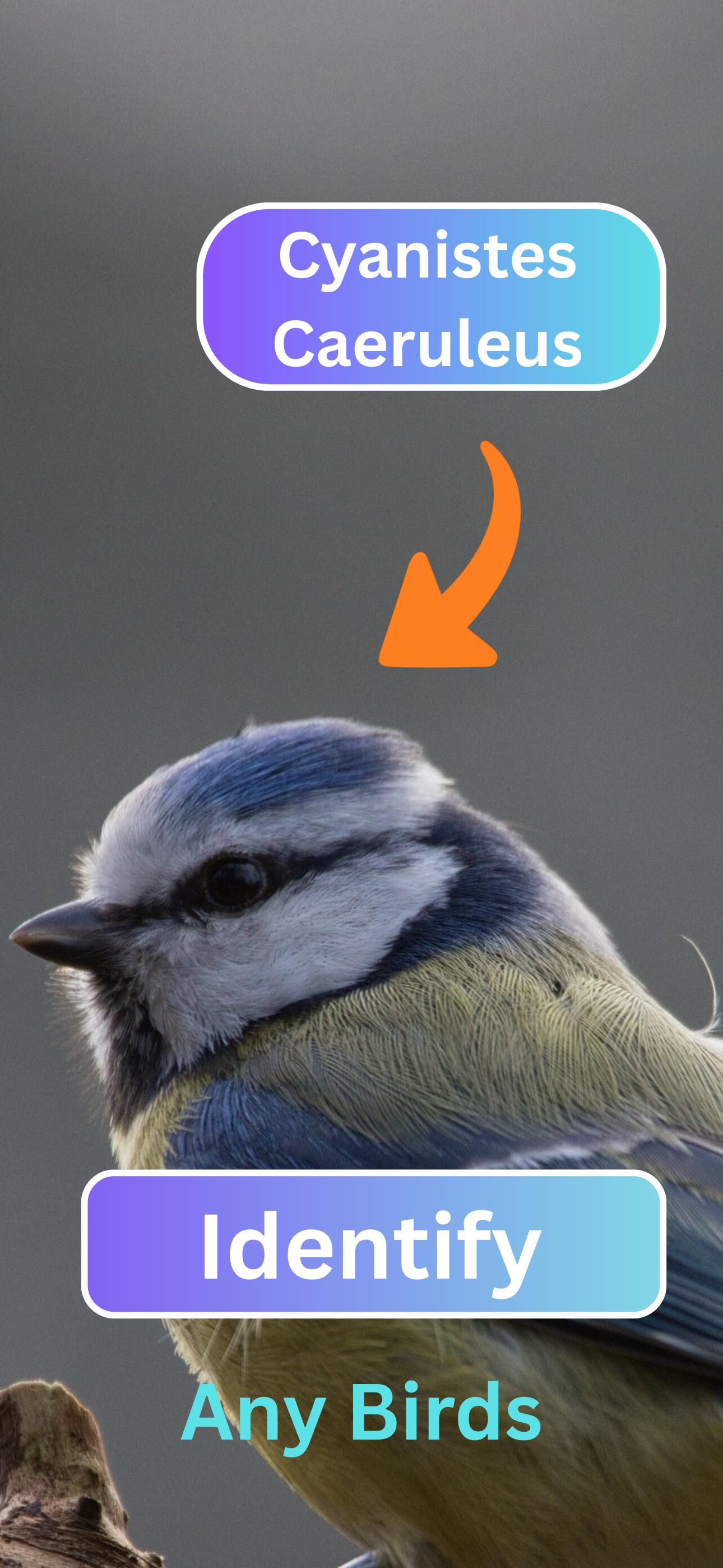 Media Bird Identifier: Cikcik - Identify any bird you want with audio & image 1