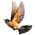 RobinWords