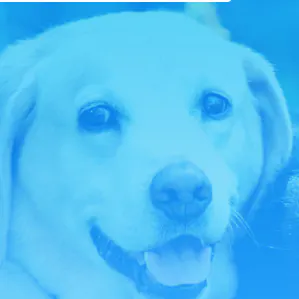 Print Your Pet