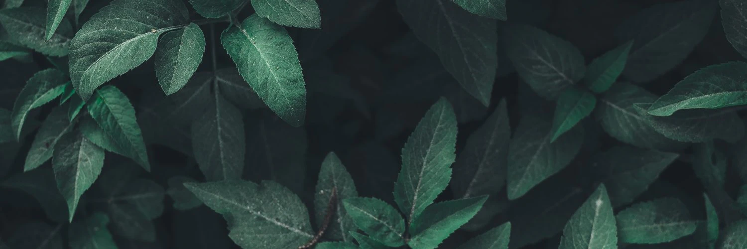 Apostolos Dedeloudis cover