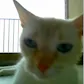 Snapcat