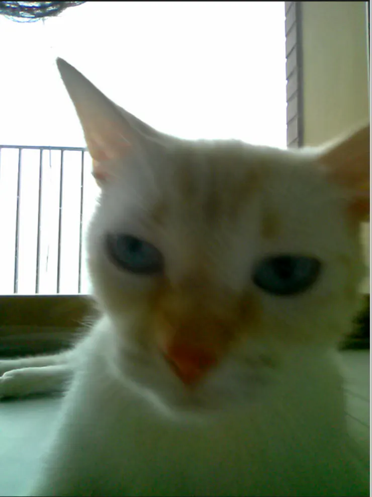 Snapcat