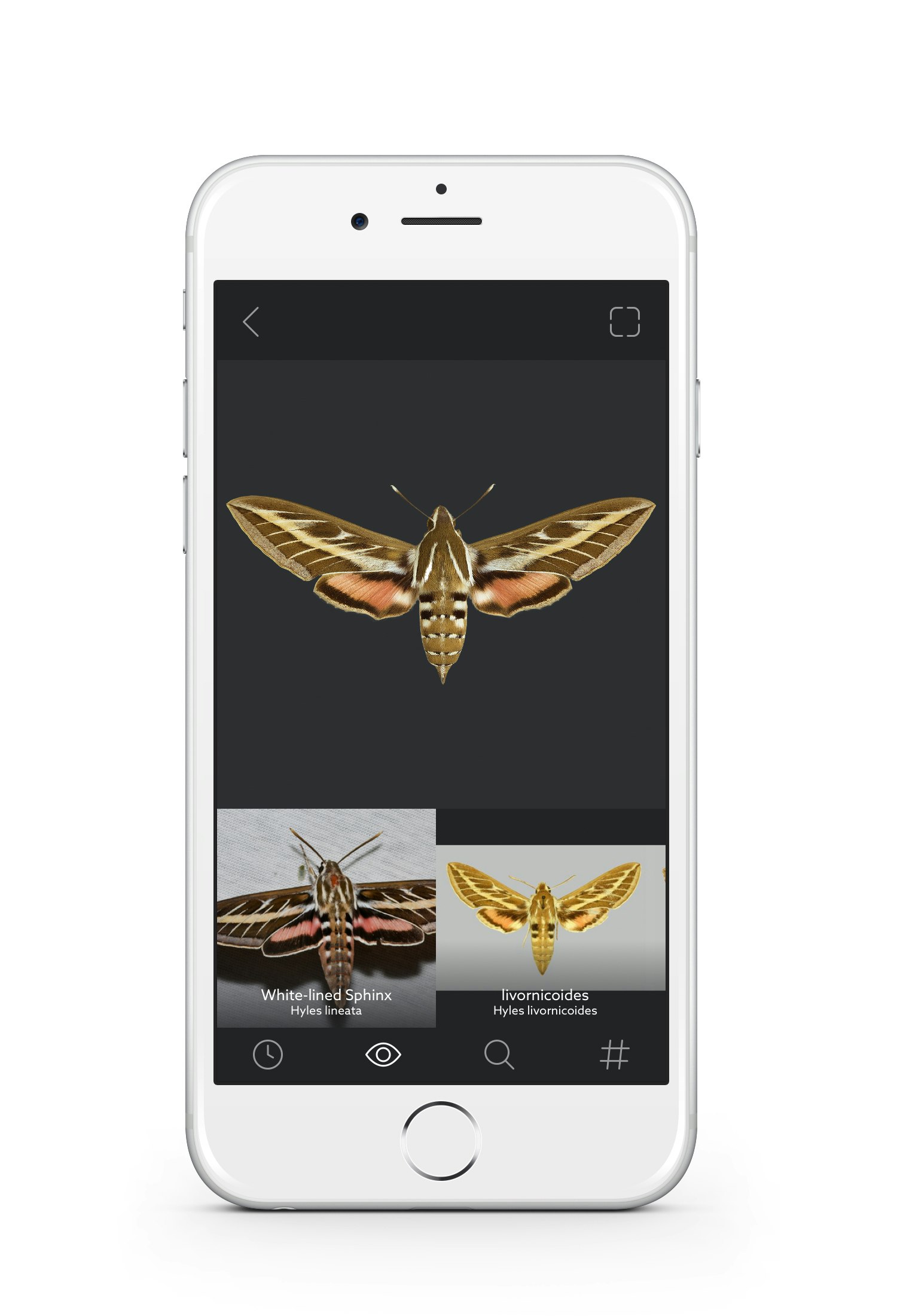 Leps by Fieldguide gallery image