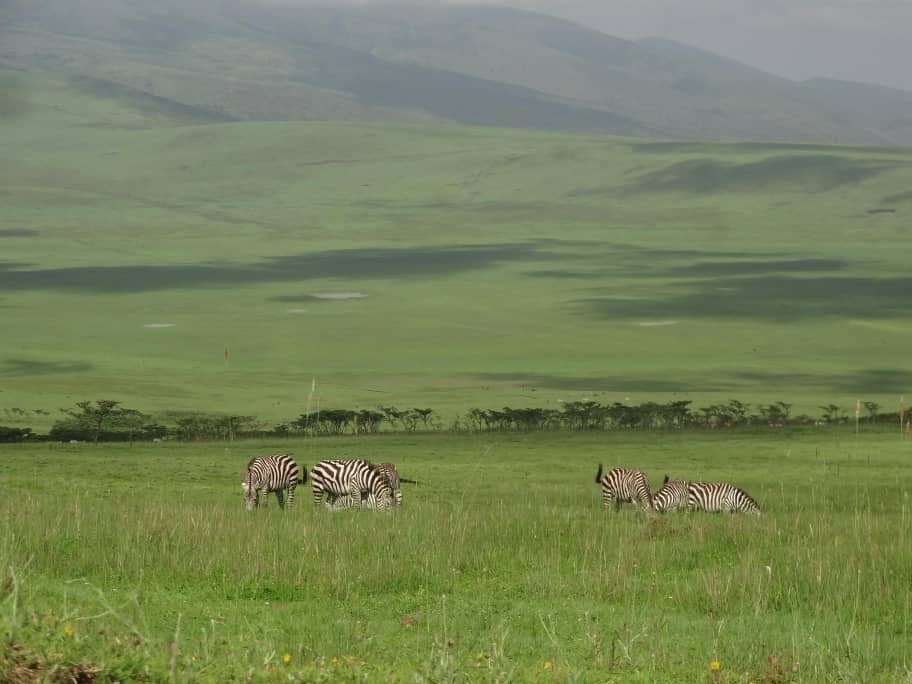 Africantrust Safari gallery image