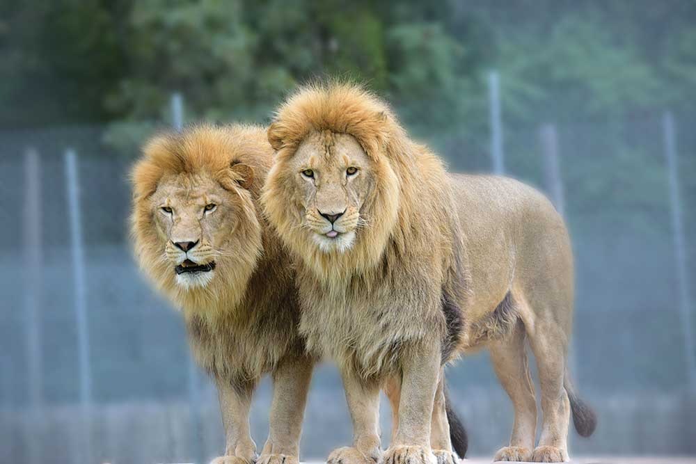 Tiger World 2017 calendar gallery image