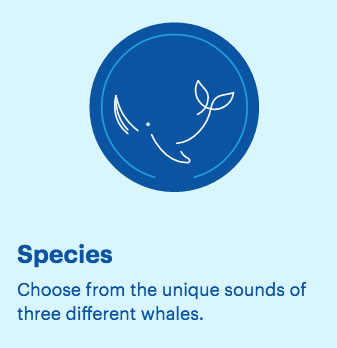 Whale Synth gallery image