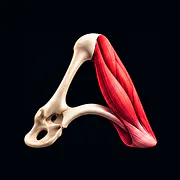 LearnAnatomy3D — 3D Human Anatomy Atlas